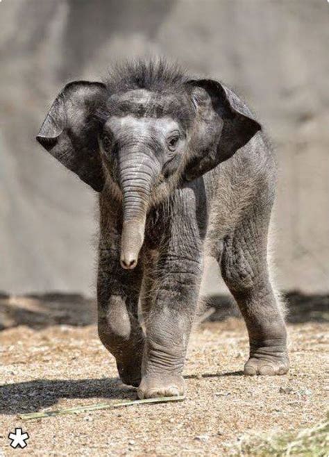 Adorable baby elephant with hair standing on end. lol | Elephant, Asian ...