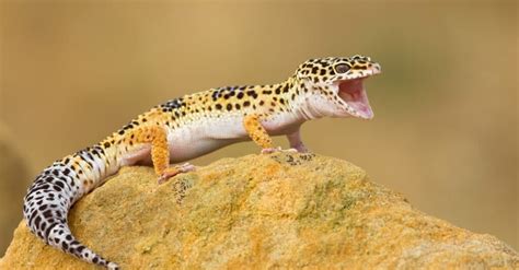 Leopard Gecko - A-Z Animals