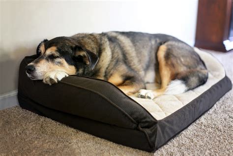 5 Best Washable Dog Beds for 2020 (Top Picks for Large Dogs)