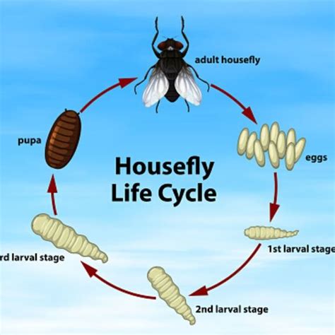 Life Cycle Of Maggots And Flies