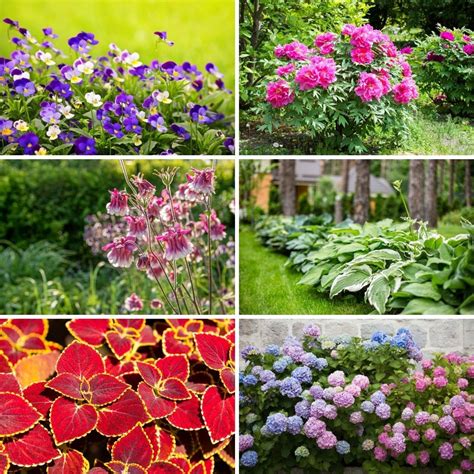 Best Plants Under Trees: 10 Lovely Varieties That Will, 58% OFF