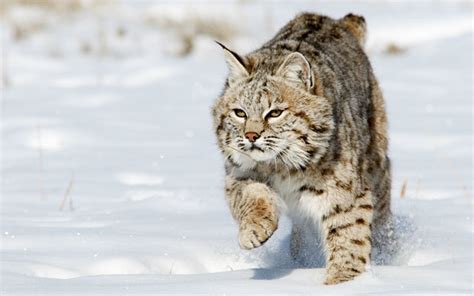 Bobcat hunting tips | Grand View Outdoors