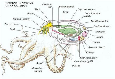 Anatomy of Animals