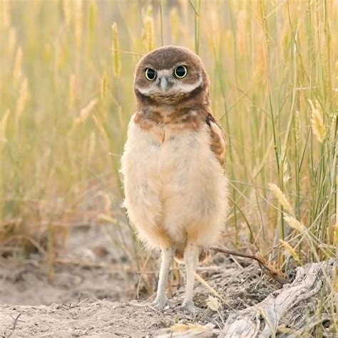 Interesting fact about Burrowing Owl | Pet birds, Owl, Beautiful birds