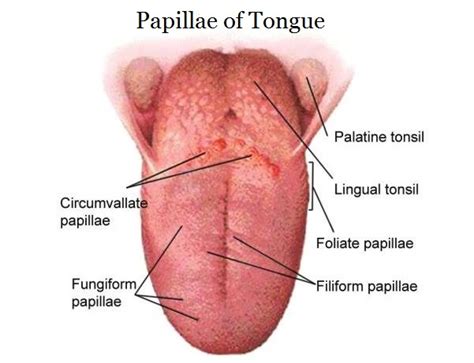 List of Papillae of Tongue – Location and Histology