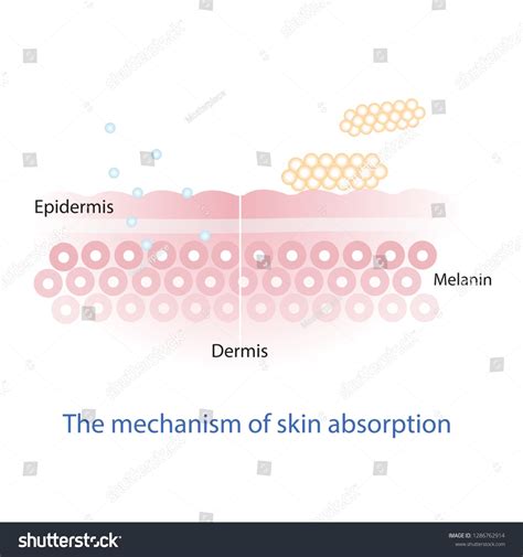 The mechanism of nutrient absorption through skin layer vector on white background. #Ad , # ...