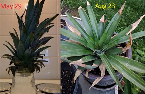 Pineapple propagation 3 month progress : r/gardening