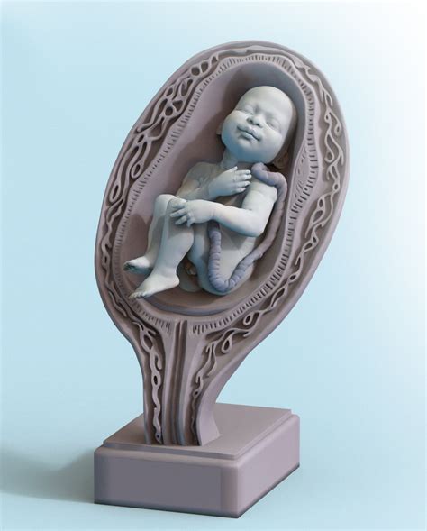 STL file Baby in a womb・3D print object to download・Cults