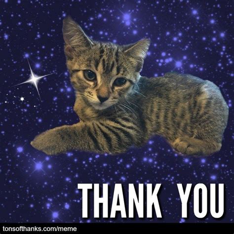 51 Nice Thank You Memes With Cats | Thank you cat meme, Cats, Thank you memes