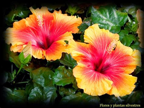 Flores y plantas silvestres: " Hibiscus rosa-sinensis ". Hibisco, Rosa ...