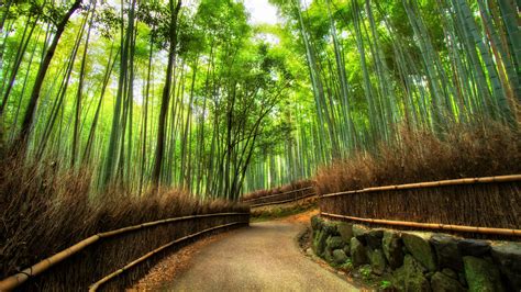 Sagano Bamboo Forest Wallpapers - Wallpaper Cave