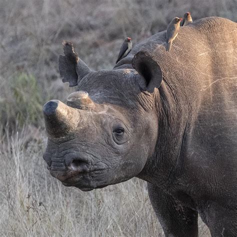 Cutting off rhino horns to prevent poaching makes them homebodies | Science | AAAS