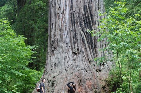 Ten Must See Redwood Trees