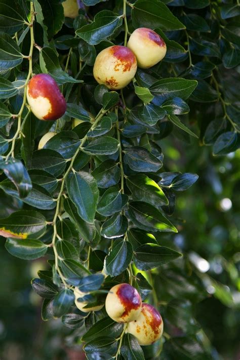 The Jujube tree, a taste of China for the California garden - LA Times