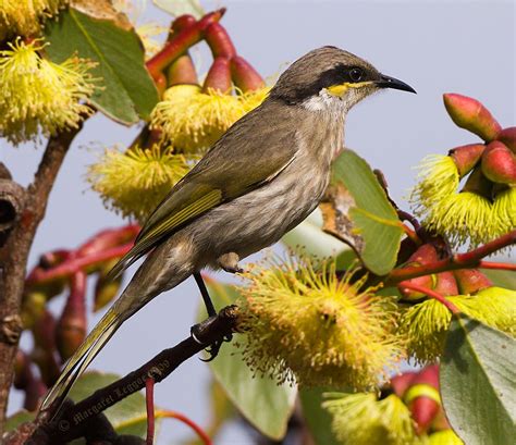 Singing Honeyeater - widespread across Australia, west of Great ...