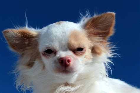 What is An Albino Dog? | Canna-Pet®