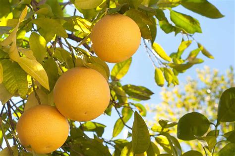 The Complete Guide to Grapefruit Tree Care - Minneopa Orchards