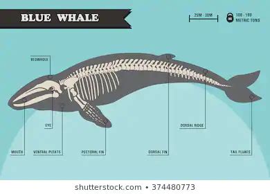 Killer Whale Skeleton Diagram