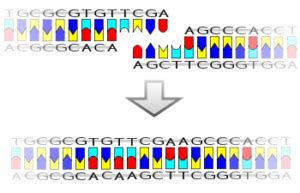 25 Ligase Enzyme Example: Detailed Facts - LAMBDAGEEKS