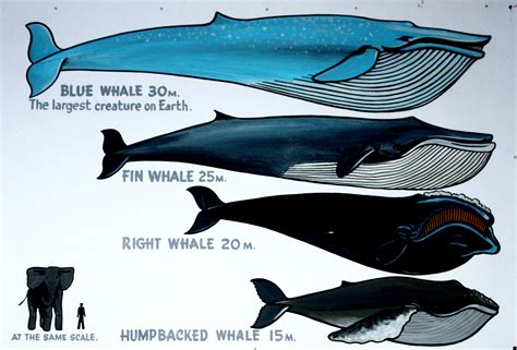 Baleen Whales Size