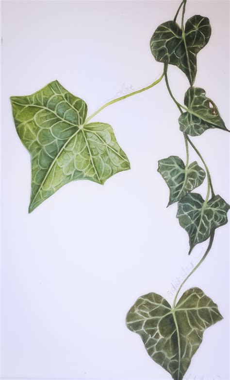 Ivy Leaf Drawing