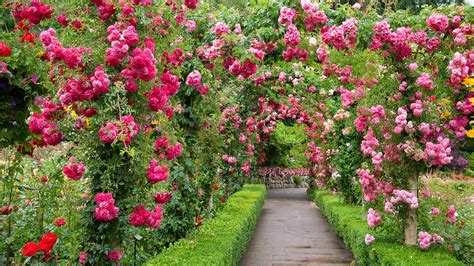 Rose Garden HD Wallpapers - Top Free Rose Garden HD Backgrounds - WallpaperAccess