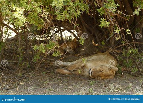 Lion Pride Sleeping stock photo. Image of female, carnivora - 43540674