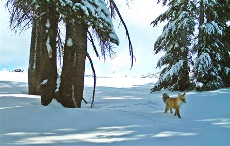 Sierra Nevada red fox to be listed as federally endangered | The ...