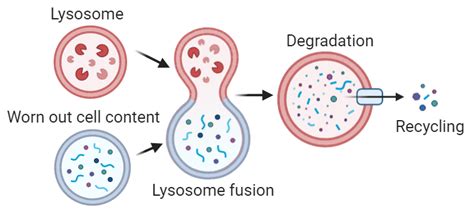 Lysosome Function | Structure, Diagram and Storage Diseases