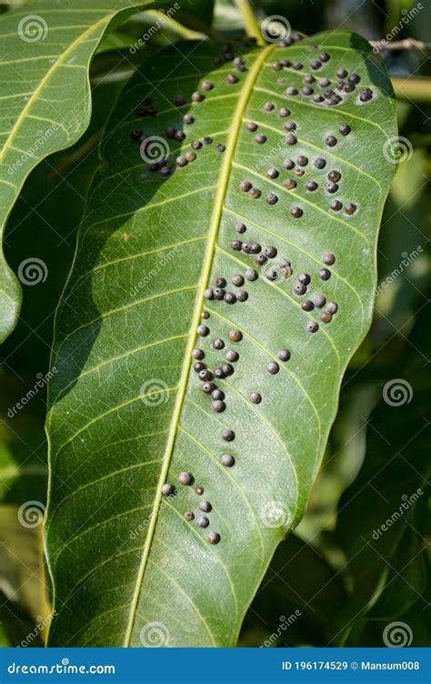 Disease on mango leaves stock image. Image of anthracnose - 196174529