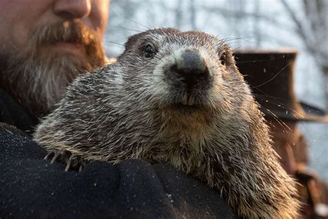 Punxsutawney Phil predicts 6 more weeks of winter after seeing his ...