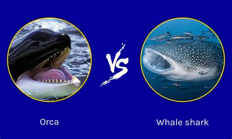 Whale Shark vs Orca: What are the Differences? - A-Z Animals