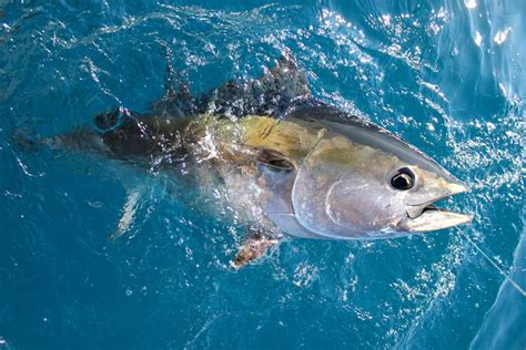 6 Things you should know about Bluefin Tuna Migration - Tom's Catch Blog