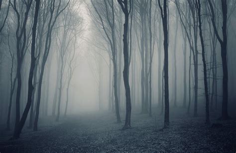 Grey Forest Wallpapers - Top Free Grey Forest Backgrounds - WallpaperAccess