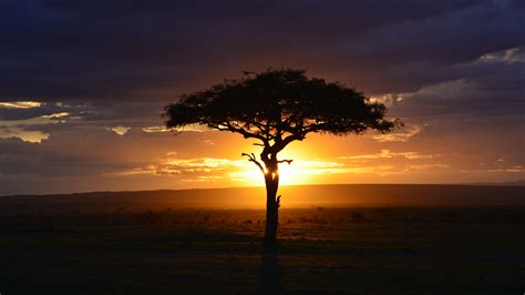 Download wallpaper 3840x2160 tree, sunset, landscape, africa 4k ...