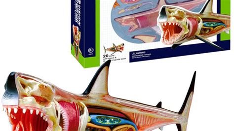 Great White Shark Anatomy Model