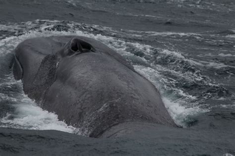 Antarctic Blue Whales Found With Sound |Endangered Species | Live Science