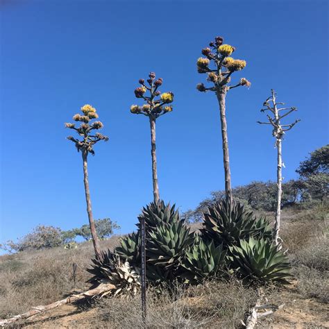 Agave (Century Plant) | North Carolina Extension Gardener Plant Toolbox