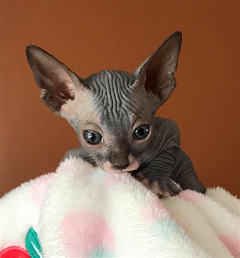 Sphynx Cats For Sale | Pacific Beach, CA #247074 | Petzlover