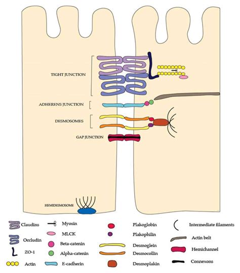 The junctional complexes of the intestinal barrier. Tight junctions are... | Download Scientific ...