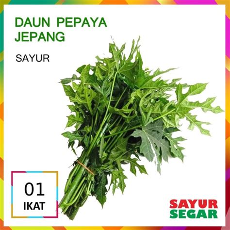 Promo DAUN PEPAYA JEPANG SAYUR [1 Ikat, ±200g] - Jakarta Selatan - SAYUR SEGAR | Official ...