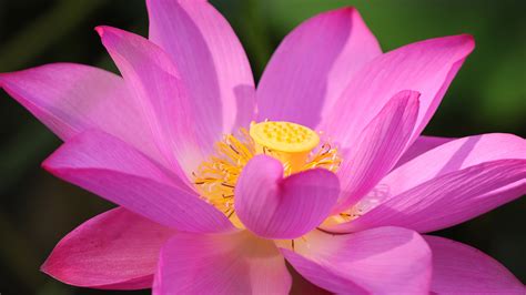 Lotus Flower Wallpapers, Pictures, Images