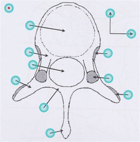 Vue supérieur d'une vertèbre thoracique Diagram | Quizlet