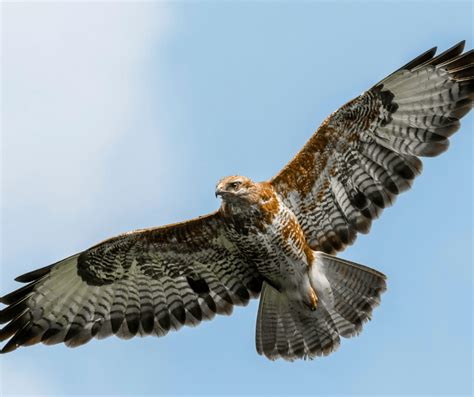 Falcon Symbolism: Meaning and Significance - symbolismguide.com