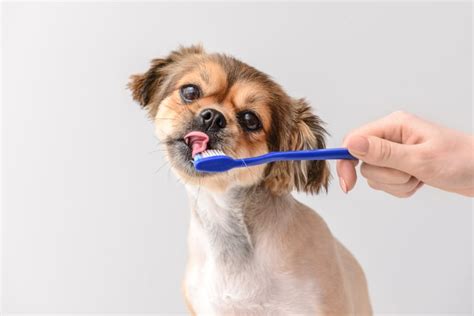 5 Reasons Why Dog Dental Care is Important | Scottsdale Vets