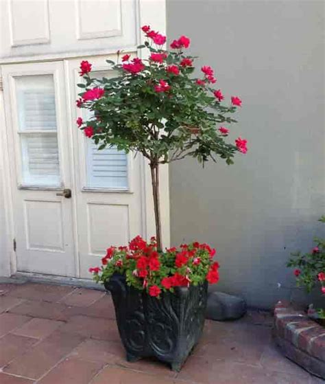 Patio Trees: Best Potted Trees For Flower, Fragrance and Patio