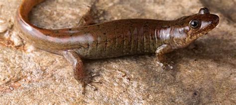 Wild Cam: A cryptic quest to describe new salamander species - The Wildlife Society