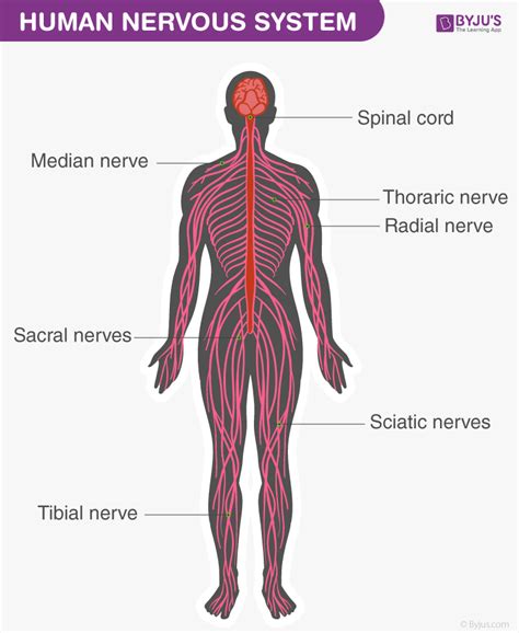 Human Nervous System (Structure, Function & Parts)