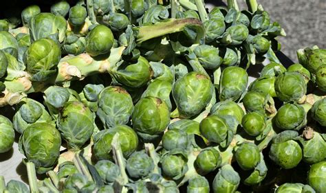 All You Need to Know About Growing Brussels Sprouts - Garden and Happy