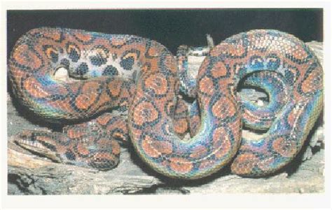 Rainbow boa Snake | All about snake pictures